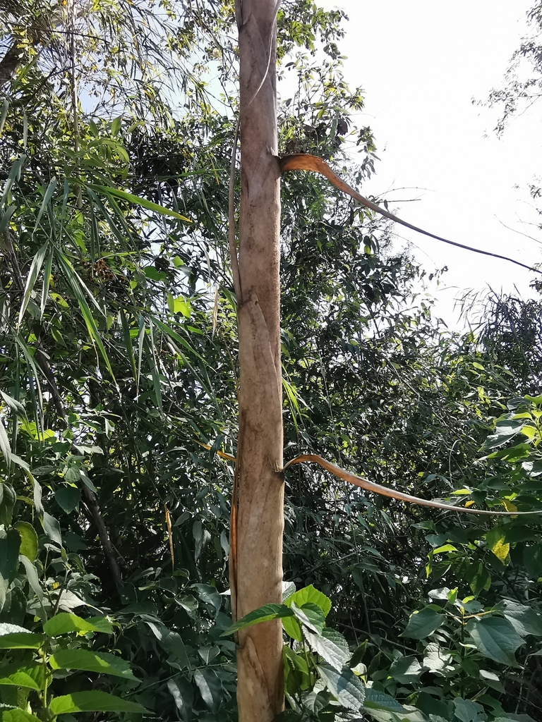 Otatea reynosoana