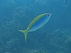 Caesio xanthonota
