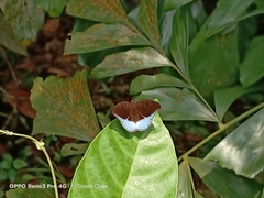 Tanaecia iapis puseda
