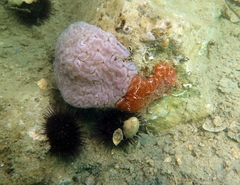 Aplidium nordmanni