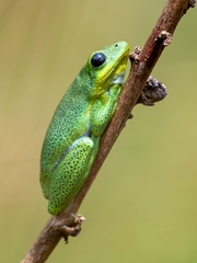 Hyperolius viridiflavus
