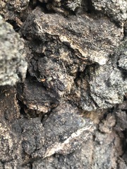 Liometopum microcephalum