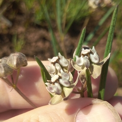 Asclepias cucullata cucullata