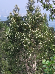 Melaleuca cajuputi cumingiana