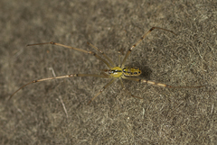 Thwaitesia nigronodosa