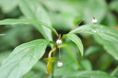 Lysimachia ardisioides