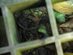 Ateuchosaurus chinensis