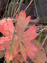 Geranium palustre