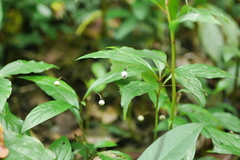 Lysimachia ardisioides