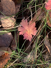 Geranium palustre