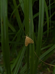 Hemipsilia coavestis