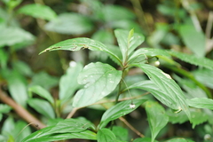 Lysimachia ardisioides