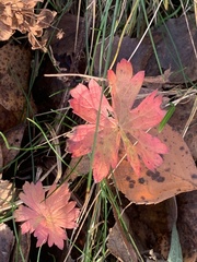 Geranium palustre