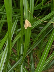 Hemipsilia coavestis