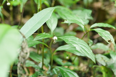 Lysimachia ardisioides