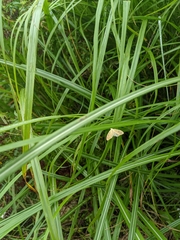 Hemipsilia coavestis