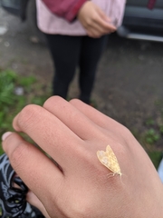 Hemipsilia coavestis