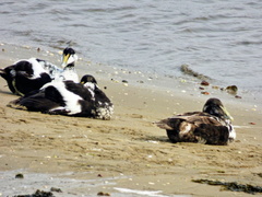 Somateria mollissima