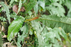 Leptochilus hemionitideus
