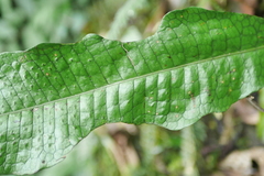 Leptochilus hemionitideus