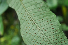 Leptochilus hemionitideus