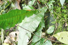 Leptochilus hemionitideus