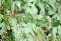 Leptochilus hemionitideus