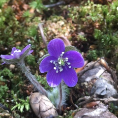 Hepatica