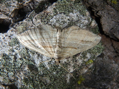 Costaconvexa polygrammata