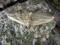 Costaconvexa polygrammata