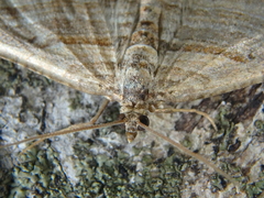 Costaconvexa polygrammata