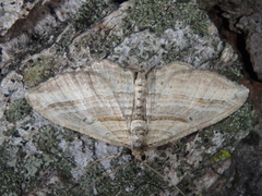 Costaconvexa polygrammata