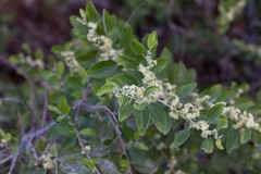 Ziziphus spina-christi