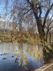 Salix
