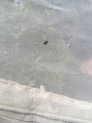Anaspis fasciata
