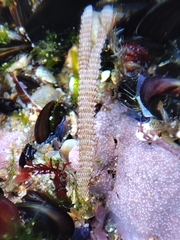 Electra verticillata