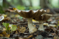 Cortinarius praestans
