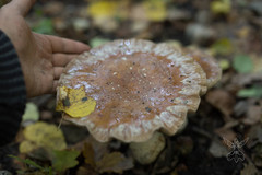 Cortinarius praestans