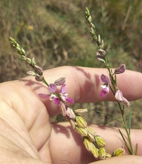 Polygala hottentotta