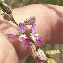 Polygala hottentotta