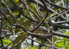 Myiodynastes luteiventris