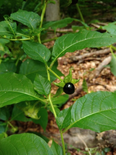 Crni bun (Atropa bella-donna)