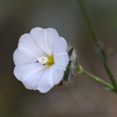 Convolvulus virgatus