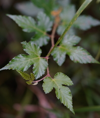 Rubus taitoensis