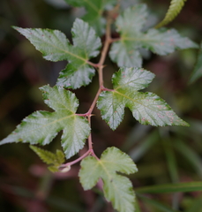 Rubus taitoensis