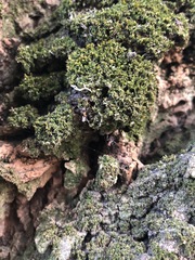 Liometopum microcephalum