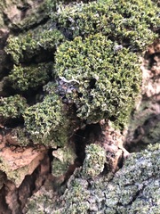 Liometopum microcephalum