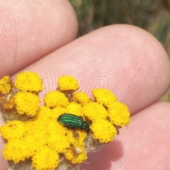 Melyrini