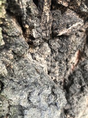 Liometopum microcephalum