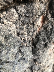 Liometopum microcephalum